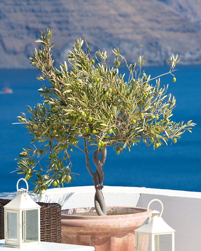 shutterstock_161488490-min